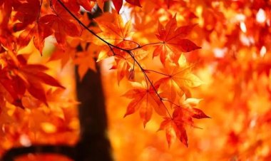 埼玉で最も美しい紅葉を見る - 埼玉県のMUSE公園