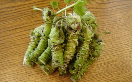 Wasabi - the most difficult plant to grow in the world