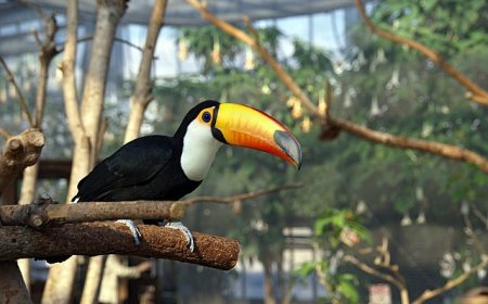 Ẩm thực Kobe Nhật Bản qua những món ăn hấp dẫn