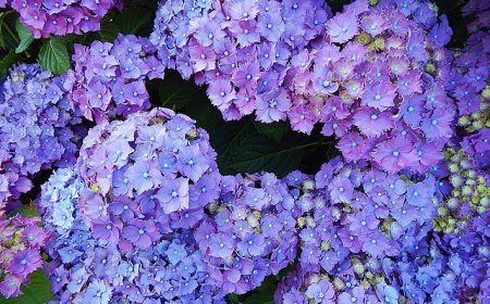 5 hydrangeas viewing spots around the Tokyo area