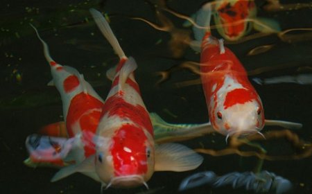 Koi carp in Japanese life