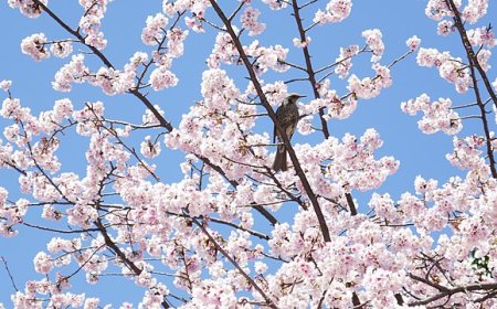 Interesting things about cherry blossoms you may not know