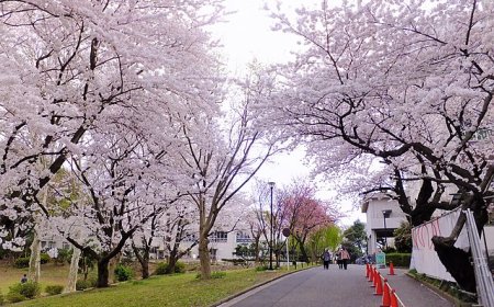 3 địa điểm tuyệt vời nên khám phá ở tỉnh Chiba