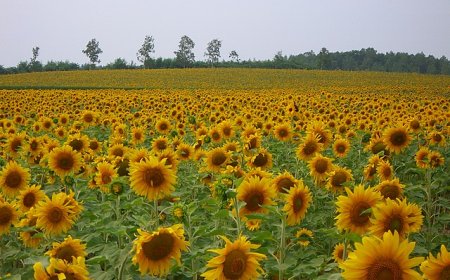 Giant sunflower field in Japan