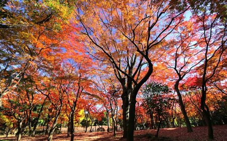 Trải nghiệm 8 điều thú vị làm nên Nhật Bản tháng 10