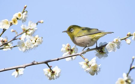 Simple way to live and work well in Japan