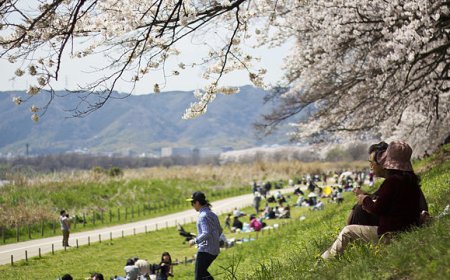 Travel Hanami Festival- Cherry Blossom Festival