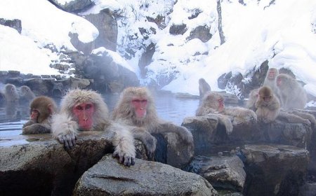 11 điều thú vị về Nhật Bản