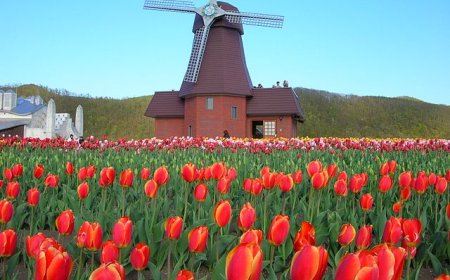 Địa điểm tham quan Nhật Bản: 8 Nơi “phải đến” mùa xuân này