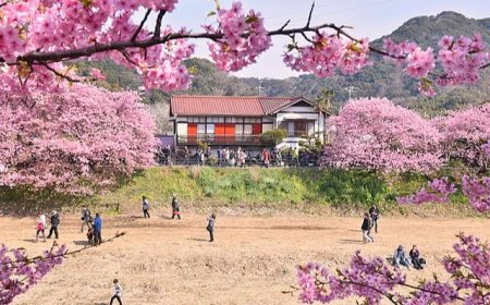 Kawazuzakura Matsuri – Cherry Blossom Festival