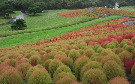 Autumn watching Kochia grass hills in Japan
