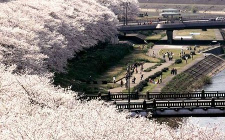 Thưởng ngoạn Sakura mùa đông