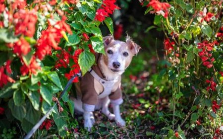 Tư cách lưu trú du học sinh tại Nhật Bản