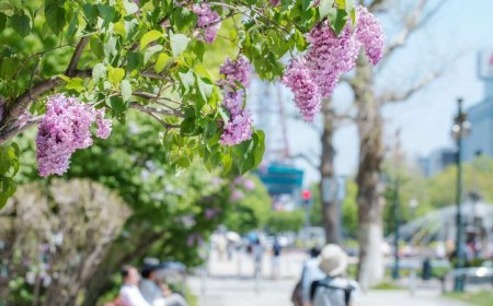 Spring tourism in Sapporo