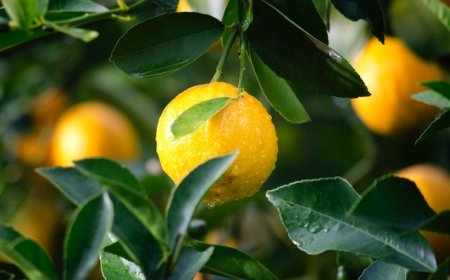 In Japan, is it okay to pick fruit from someone else's house that opens onto the street?