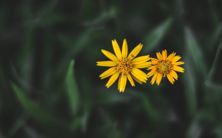 Collection of useful links