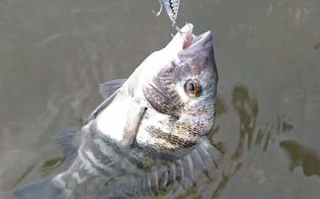 Try fishing in Japan