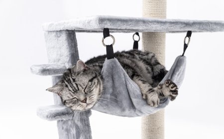 Tại sao bạn thấy nhiều mèo ở Nhật Bản