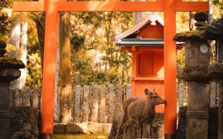 Cách di chuyển từ sân bay Kansai về thành phố Kyoto