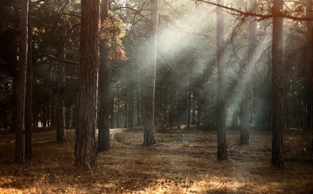 Japanese vocabulary: Names of plants