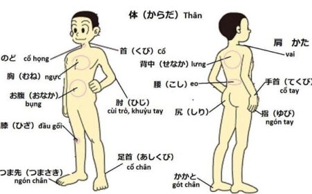Japanese Vocabulary: Names of human body parts