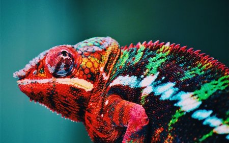 Japanese Vocabulary: Animal