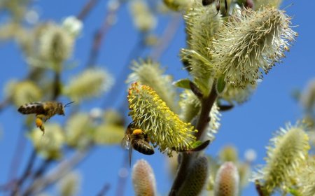 Why are Japanese people prone to pollen allergies?