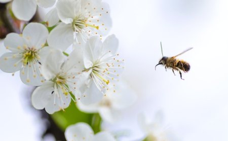 Pollen allergy: Unraveling the mystery with foreigners in Japan