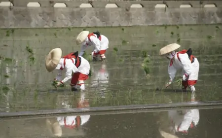 Lễ hội Trồng lúa Otaue: Khám phá Nghi lễ cấy lúa và Văn hóa Nhật Bản