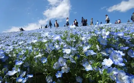 千葉観光の楽しみ方：絶対に見逃せない名所トップ5