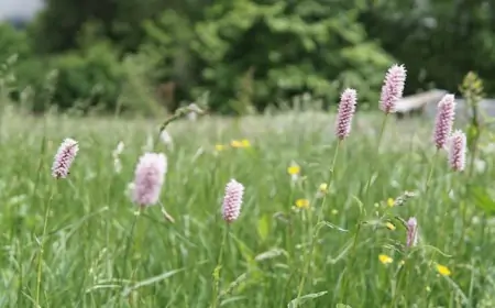 Dị ứng phấn hoa tại Nhật: Nguyên nhân, triệu chứng và cách điều trị