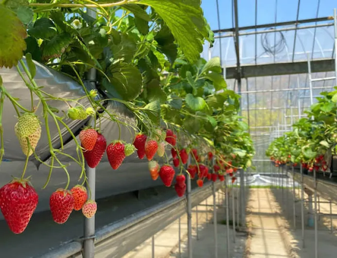 Khám phá niềm vui của việc hái dâu ở Nhật Bản