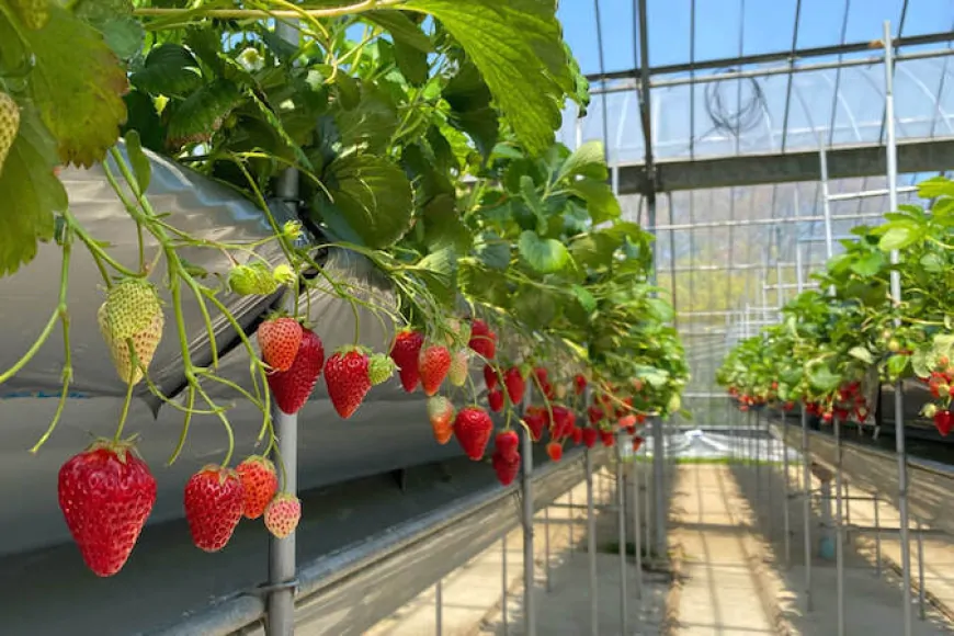 Discover the Joy of Strawberry Picking in Japan