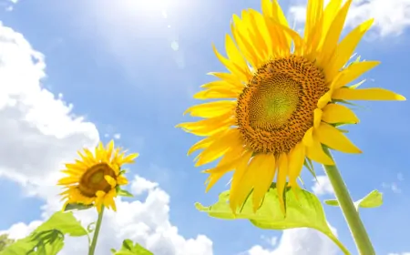 Sunflower(ひまわり)