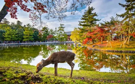 Embrace Autumn in Japan and 5 Must-Visit Destinations