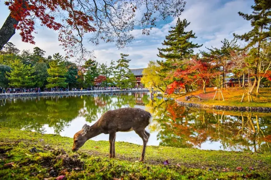 Embrace Autumn in Japan and 5 Must-Visit Destinations