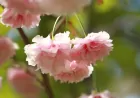 日本の国花は「桜」？それとも「菊」？驚きの真実