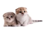 Ranking Japan's Most Popular Pets: Dogs, Cats, and Small Animals