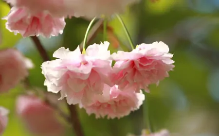 日本の国花は「桜」？それとも「菊」？驚きの真実