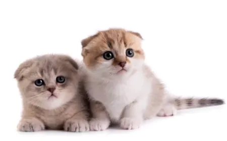 日本で最も人気のあるペットランキング:犬、猫、小動物