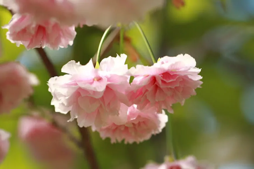 日本の国花は「桜」？それとも「菊」？驚きの真実