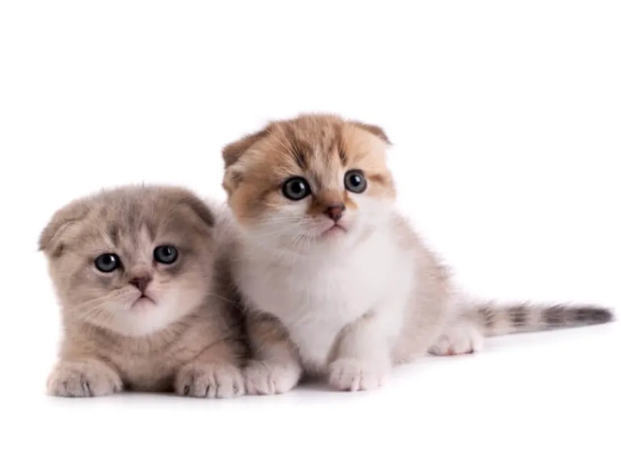 Ranking Japan's Most Popular Pets: Dogs, Cats, and Small Animals